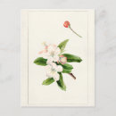 Search for crab apple postcards Malus