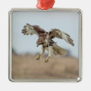 Search for hawk christmas tree decorations Wildlife