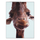 Search for giraffe face postcards Close up