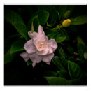 Search for dark green background posters Flower