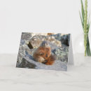 Search for marmot cards Nature