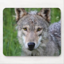 Search for grey wolf mousepads Animal