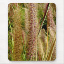 Search for grass photography Grasses