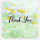 Search for chamomile flowers stickers Daisy