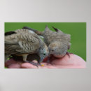 Search for dove doves posters Nature