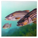 Search for striper Ocean