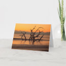 Search for driftwood cards Coast