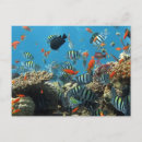 Search for fish swimming postcards Under the sea