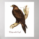 Search for eagle bird posters Eagles