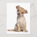 Search for chihuahua puppies postcards Animal