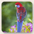Search for backdrop coasters Bird
