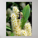 Search for bumble be posters Insect