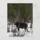 Search for browsing Wildlife