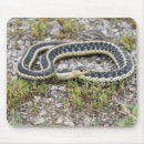 Search for no snakes electronics Nature