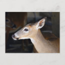 Search for young postcards Deer