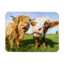 Search for funny cow magnets Cattle