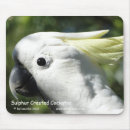 Search for cockatoos electronics Wildlife