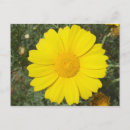 Search for yellow daisy postcards Photography