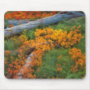 Search for bear standard mousepads Green