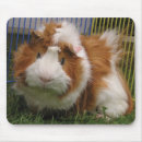 Search for guinea pig mousepads Cavies