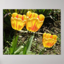 Search for yellow tulip posters Plants