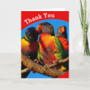Search for lorikeets cards Birds