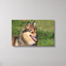 Search for pomeranian canvas prints Loulou
