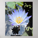 Search for lillies posters Flower