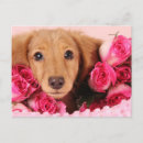 Search for cute little dog postcards Doggy