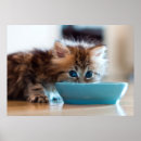 Search for animals eating posters Photography