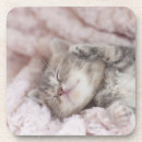 Search for kittens barware Animal