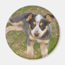 Search for heeler magnets Blue