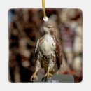 Search for red tail hawk christmas tree decorations Wildlife