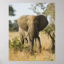 Search for kruger national park posters Nature