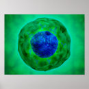 Search for cell biology posters Magnification