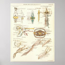 Search for vintage frog art Biology