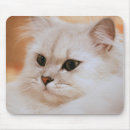 Search for longhair photography Kitten