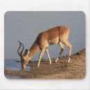 Search for impala mousepads Antelope