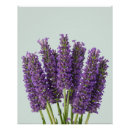 Search for lavender posters Purple