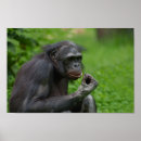Search for ape posters Portrait