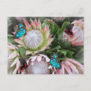 Search for protea postcards Flowers