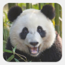 Search for giant panda stickers Bamboo