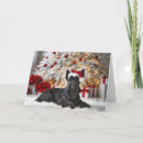 Search for scottish terrier christmas cards Scotty