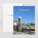 Search for beaks postcards Pelicans