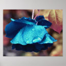 Search for rose blue art Flower