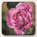Search for angels coasters Roses