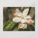 Search for apple blossoms postcards Bloom