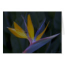 Search for abstract realism Flower