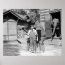 Search for vintage elephant posters Retro