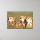 Search for conservation canvas prints Animal